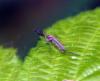 Aedes vexans